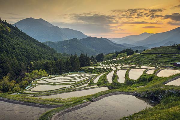 Japanese rice terraces at sunset. Maruyama-senmaida, Kumano, Japan.