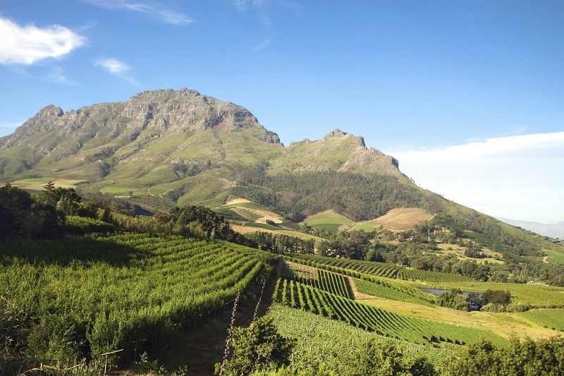 Wine & Dine in South Africa