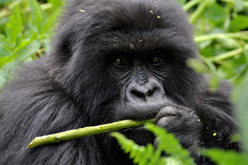 Face to Face with a Gorilla